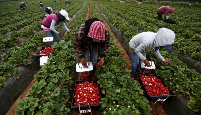 AJOFM. 800 de locuri de muncă sezonieră în agricultură, în Spania - capsunari-1470664287.jpg