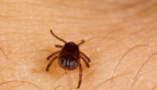 Două persoane infectate cu bacteria care provoacă boala Lyme - capusa-1371205409.jpg