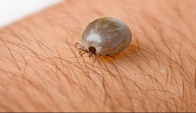 ALERTĂ MEDICALĂ! Se răspândește O NOUĂ BOALĂ - capusa32421285100800-1474439919.jpg