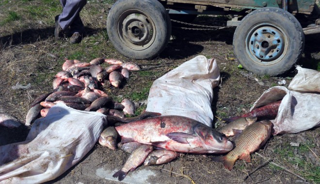 100 de kilograme de caras, confiscat de polițiștii de frontieră - carasconfiscat-1363795661.jpg