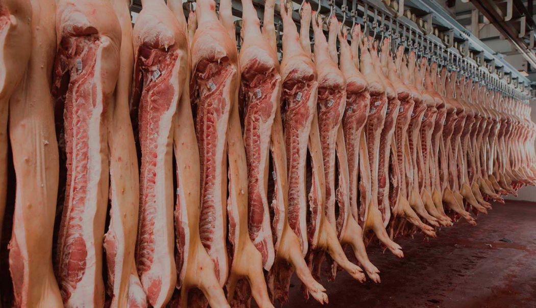 Marea Britanie interzice importul de carne de porc românească din cauza pestei porcine