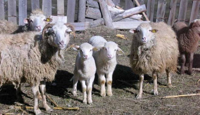 Sute de constănțeni și-au luat mielul de Paște din centrele temporare de sacrificare - carne1366892638-1367921098.jpg