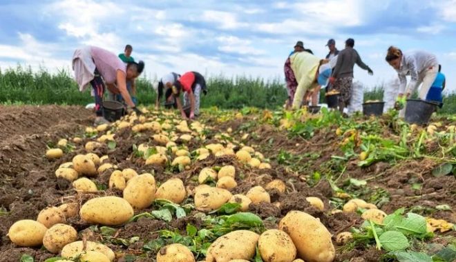 Canicula face să crească prețul cartofilor în acest an. Cu câți lei pleacă de la producători