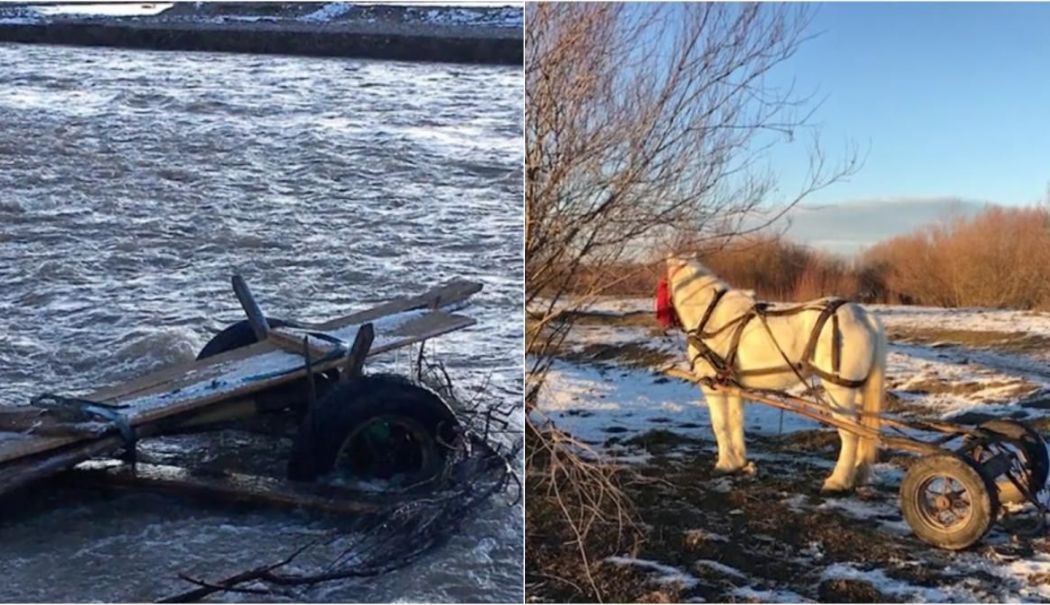 S-a înecat încercând să treacă râul cu căruța. Un om a sunat la 112 când a văzut doar calul și o bucată de lemn în apă - caruta-in-rau-1736680155.jpg
