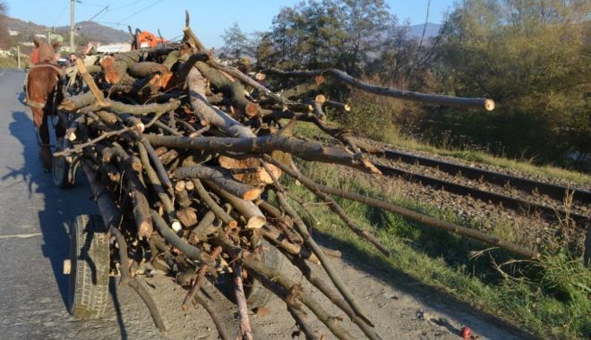 A început sezonul furturilor de lemne, la Constanța! Bărbat prins cu sute de kilograme de material lemnos - carutalemne1538980101-1540364152.jpg