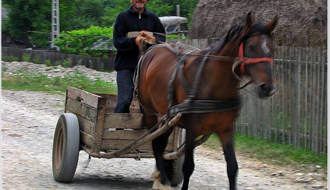 Căruțaș arestat după ce a omorât o femeie, pe trecerea de pietoni - carutasarestat-1418145209.jpg