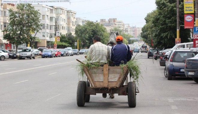 Cum se luptă Poliția Constanța cu birjarii și căruțașii - caruteconstantasiintara-1342971316.jpg