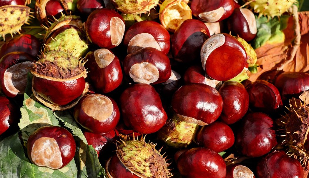 Castanul sălbatic are efecte miraculoase asupra sistemului circulator - castan-1712146787.jpg