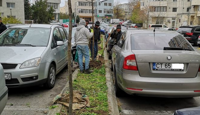 Castani, arțari și mesteceni vor înfrumuseța Constanța - castani-1576184227.jpg