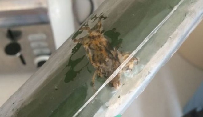 Ce a găsit o femeie în castravetele cumpărat de la supermarket - castravete-1405524789.jpg
