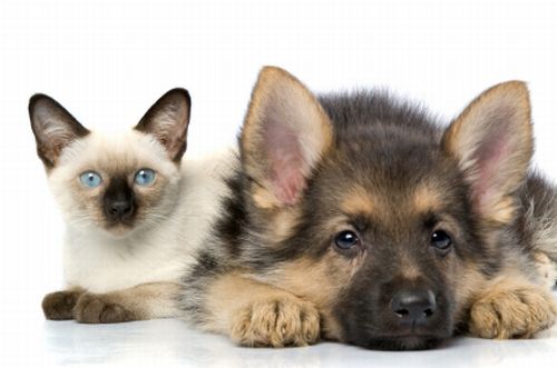 Cât au cheltuit, anul trecut, românii cu animalele de companie - cataucheltuit-1423489469.jpg