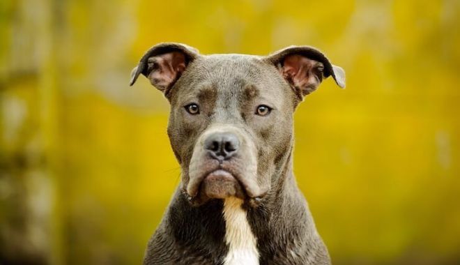 ȘOCANT! Două femei, atacate de câini din rasele pitbull și amstaff - catea-1638862784.jpg