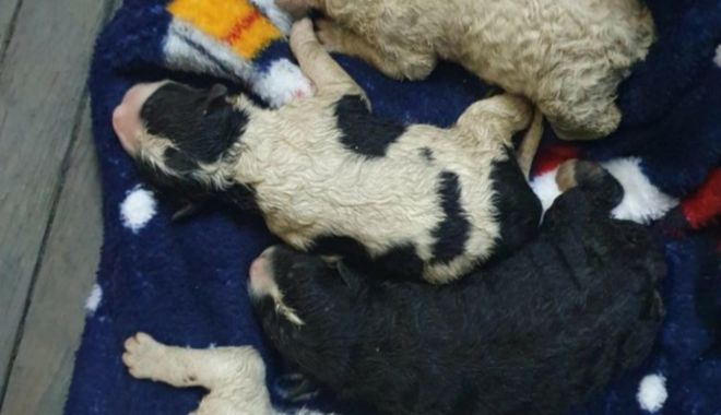CRUZIME fără margini! Un bărbat a aruncat 4 căţei la tomberon, iar pe mama lor a târât-o pe stradă legată cu o sfoară - catei-1647357026.jpg