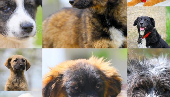 Padocul nu înseamnă acasă. Adoptaţi un căţel! - catei-1654693650.jpg