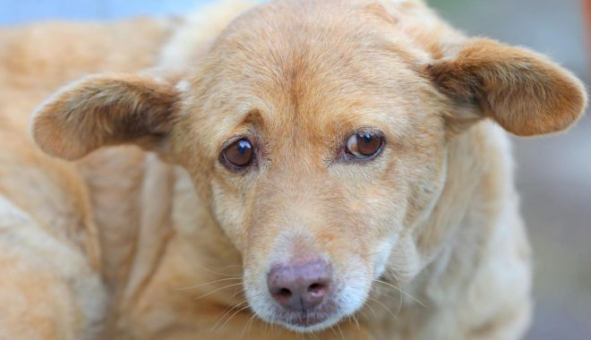 Adoptaţi-o pe Frunză şi nu veţi regreta! - catei-1666955335.jpg