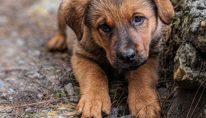 Doriți să adoptați un câine? Veți câștiga un prieten pe viață - catei-1670330330.jpg