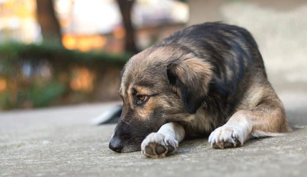 Aproximativ 400 de câini așteaptă să fie adoptați - catei-1716832160.jpg
