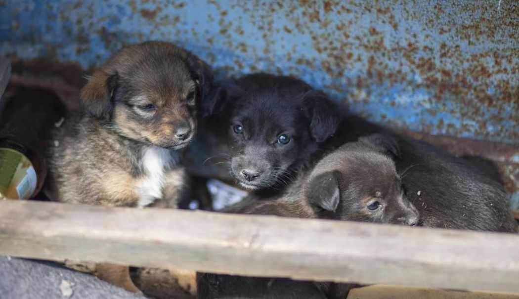 Cruzimea față de animale, pedepsită! Ce amendă a primit un bărbat care a abandonat 5 pui de câine într-o cutie de carton - catei-abandonati-1737555270.jpg