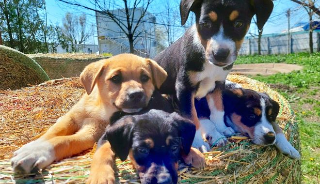 Constanţa. Peste 200 de suflete își doresc o familie! Cum puteţi adopta, repede şi uşor, un căţel