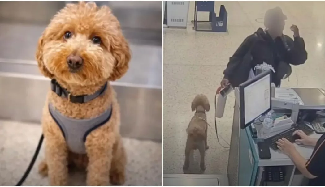 Fără suflet! O femeie și-a abandonat cățelul în aeroport și a plecat spre îmbarcare - catel-1771507401.webp