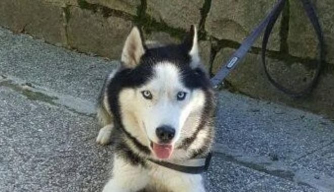 Fetiță, mușcată de un câine Husky. Proprietara animalului a suferit un șoc și a murit - catel531-1619508249.jpg