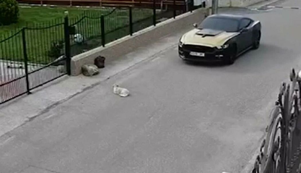 Un șofer a călcat intenționat o cățelușă cu mașina, deși strada era liberă