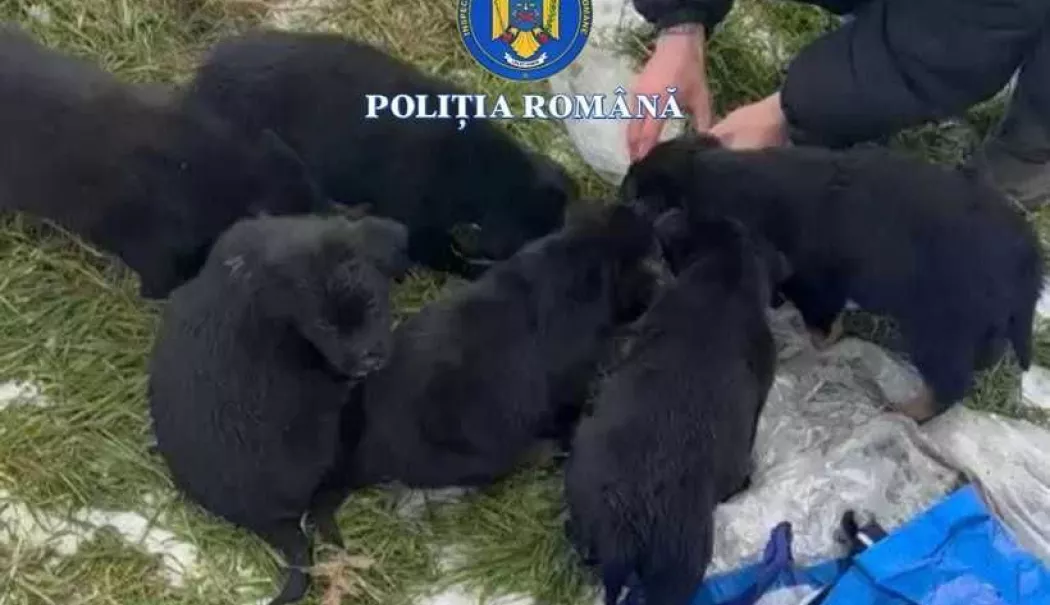 Cruzime fără margini. O femeie a aruncat șase cățeluși legați într-un sac de gunoi - catelusi-1769083137.webp