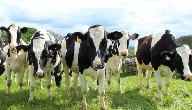 Câţi bani primesc crescătorii de bovine pentru ajutorul de COVID - catibaniprimesc-1628704729.jpg