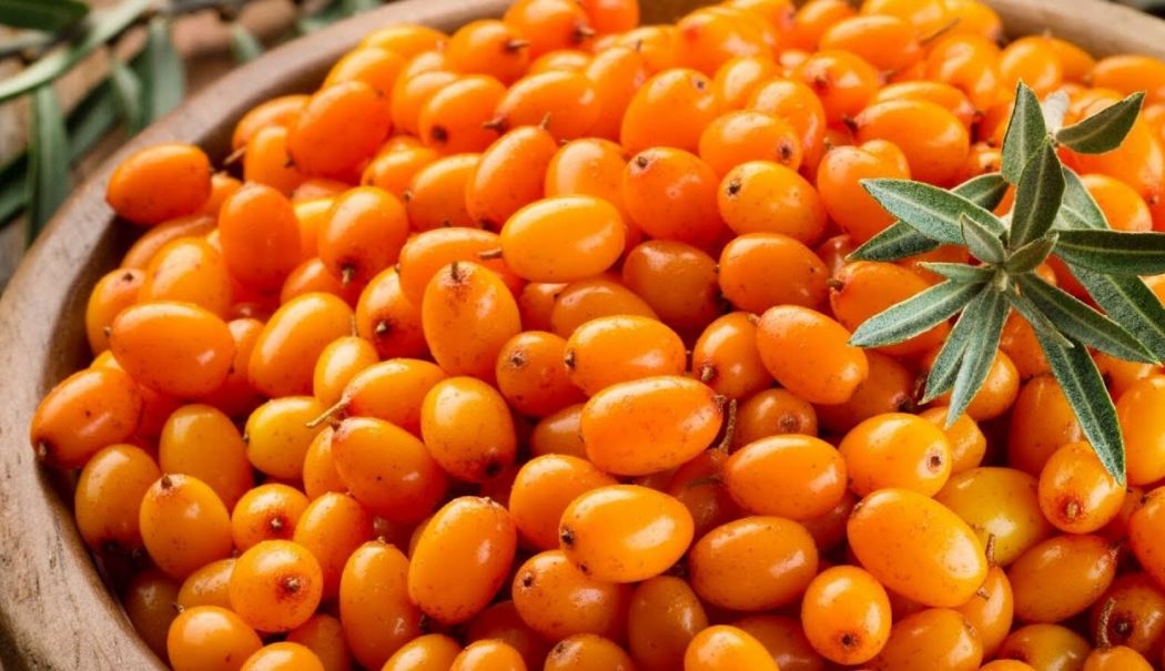 Cătina este printre cele mai bune alimente pentru hipertensiune - catina-2-1746184278.jpg