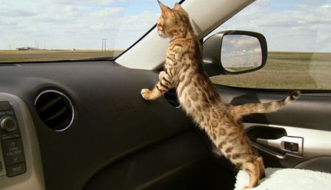 Cea mai ermetică mașină - catincarlookingoutthefront-1329648853.jpg