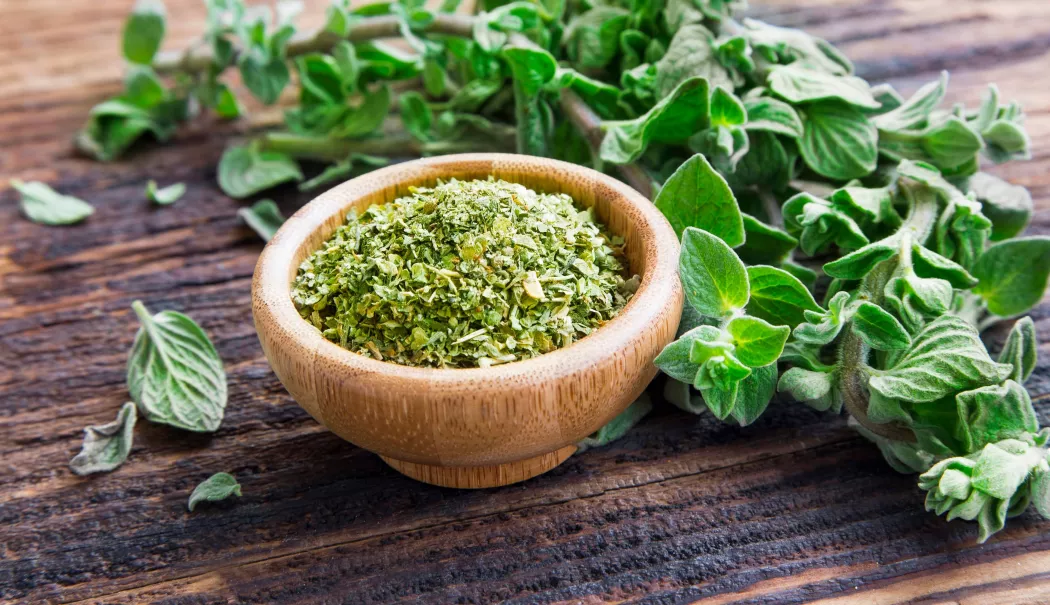 Ceaiul de oregano, un sprijin natural pentru imunitate - ceai-de-oreganojpg-2-1771243272.webp