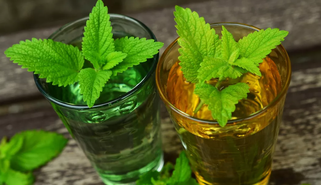 Roinița, planta care vă calmează mintea și vă echilibrează organismul - ceai-de-roinita-1776686857.webp