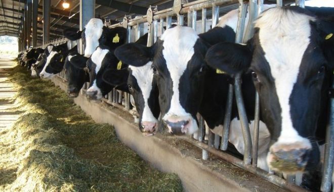 Se dau banii în avans! Cât primesc fermierii în această lună - cebanivorprimifermieriisursanews-1605208613.jpg