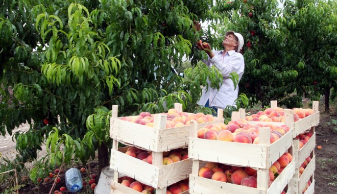 Cercetarea științifică din agricultură e…  pedepsită - cercetarea1-1403190954.jpg