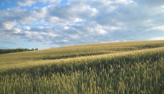 România solicită prelungirea taxării inverse la cereale - cereale-1350984573.jpg