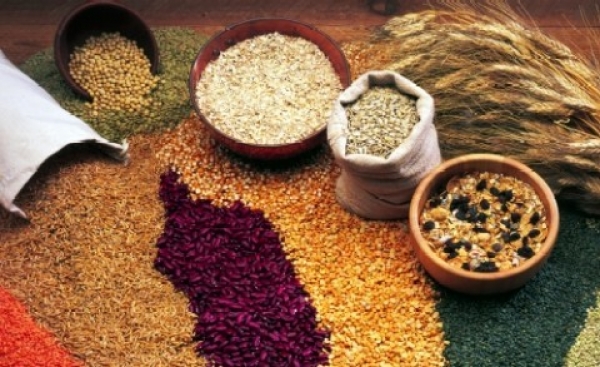 24 de milioane de tone, producția de cereale a României - cerealeintegrale-1318275594.jpg