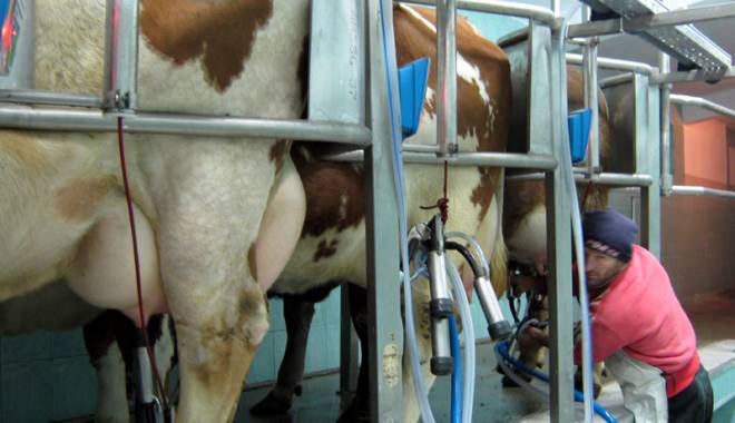 Ce soluții propune Pro Agro pentru relansarea zootehniei - cesolutiipropune-1458938198.jpg