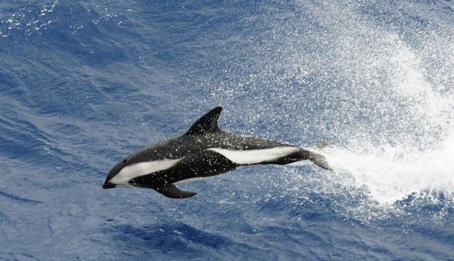 Specialiştii, interesaţi de soarta cetaceelor din Marea Neagră - cetacee2-1630501668.jpg