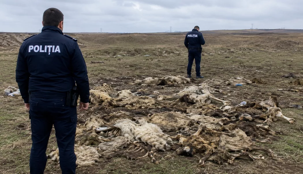 Foto - Imagini îngrozitoare la Constanța. Anchetă după descoperirea unor resturi animale aruncate pe câmp