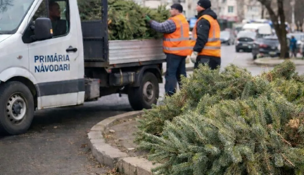 Primăria Năvodari colectează brazii de Crăciun de la ușa cetățenilor - chelaru-curatenie-1767705988.webp