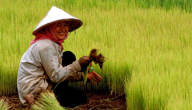 Vom învăța  de la China  să reducem terenurile agricole nelucrate - chinaagricultura-1334244230.jpg