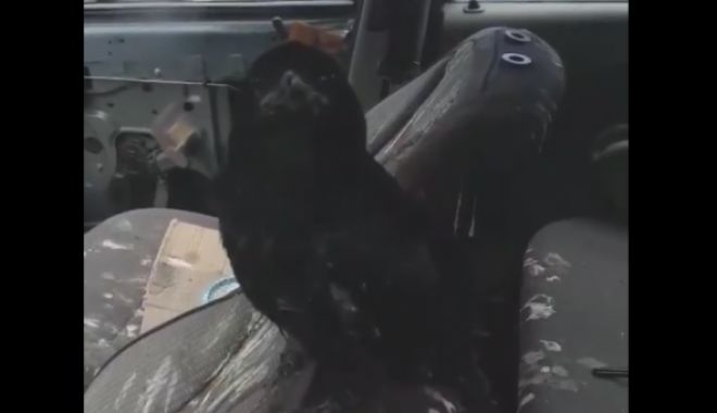 VIDEO INCREDIBIL! INTERIORUL UNUI LOGAN, FĂCUT PRAF DE O ... CIOARĂ - cioara740x340-1526973134.jpg