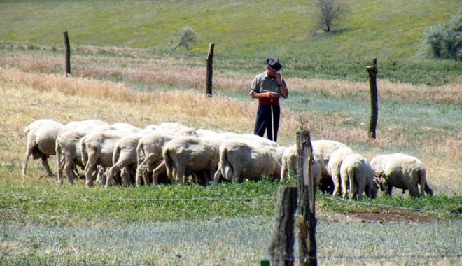 Ciobanul viril… - cioban-1314280300.jpg