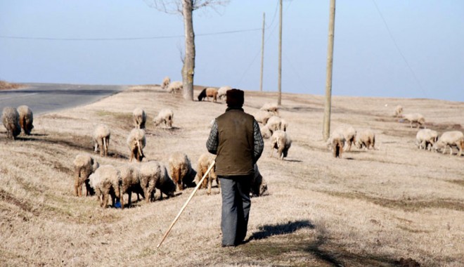 Cioban sechestrat, bătut și abandonat la Mihail Kogălniceanu - cioban-1346968282.jpg