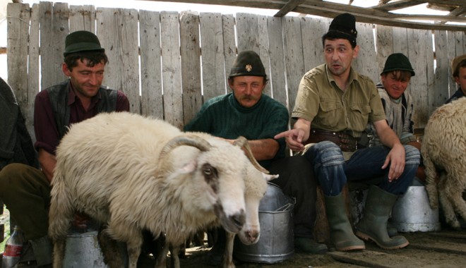 Ciobanu’ și oaia vagaboandă - cioban1344523620-1344543341.jpg