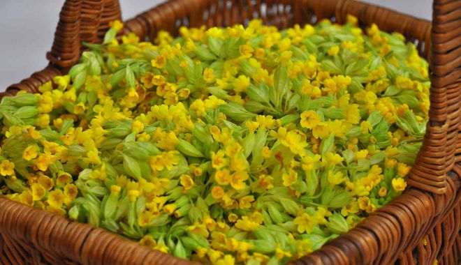 Ciuboţica cucului elimină substanţele toxice din organism - ciubotica-cucului-1706272496.jpg