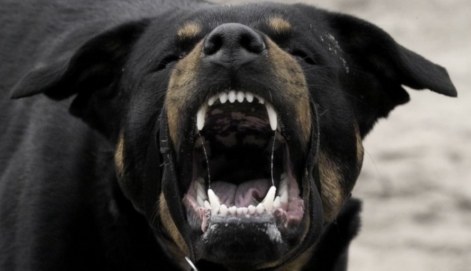 ȘOCANT. ATACAȚI DE ROTWEILLER ÎN PROPRIA CURTE. Trei oameni au fost răniți - cliima2014031900251-1489769657.jpg