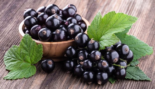 Coacăzele negre sunt ideale în dietele de slăbire - coacaze-1673363425.jpg