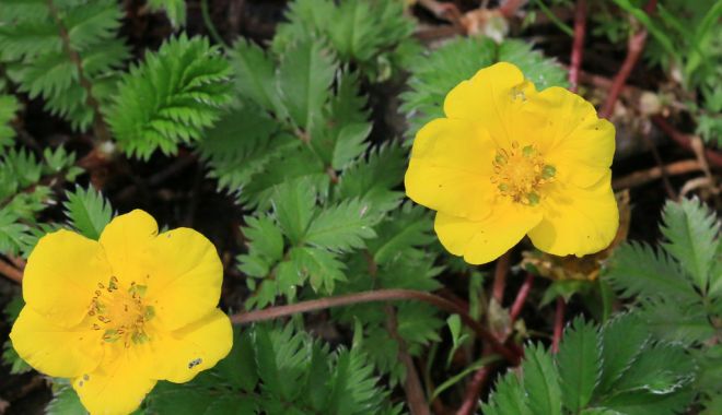 Plante folosite ca remediu pentru ameliorarea crampelor menstruale - coada-racului-1709124114.jpg