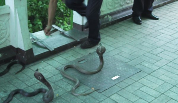 TRAFICANȚI de...COBRE VII! - cobras-1352827153.jpg